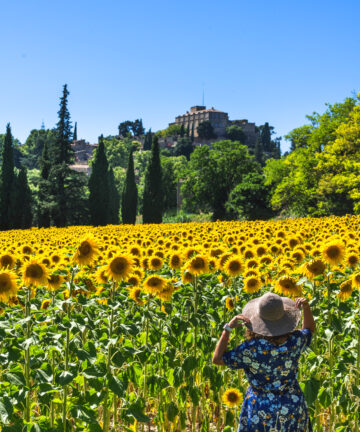 Visit Avignon